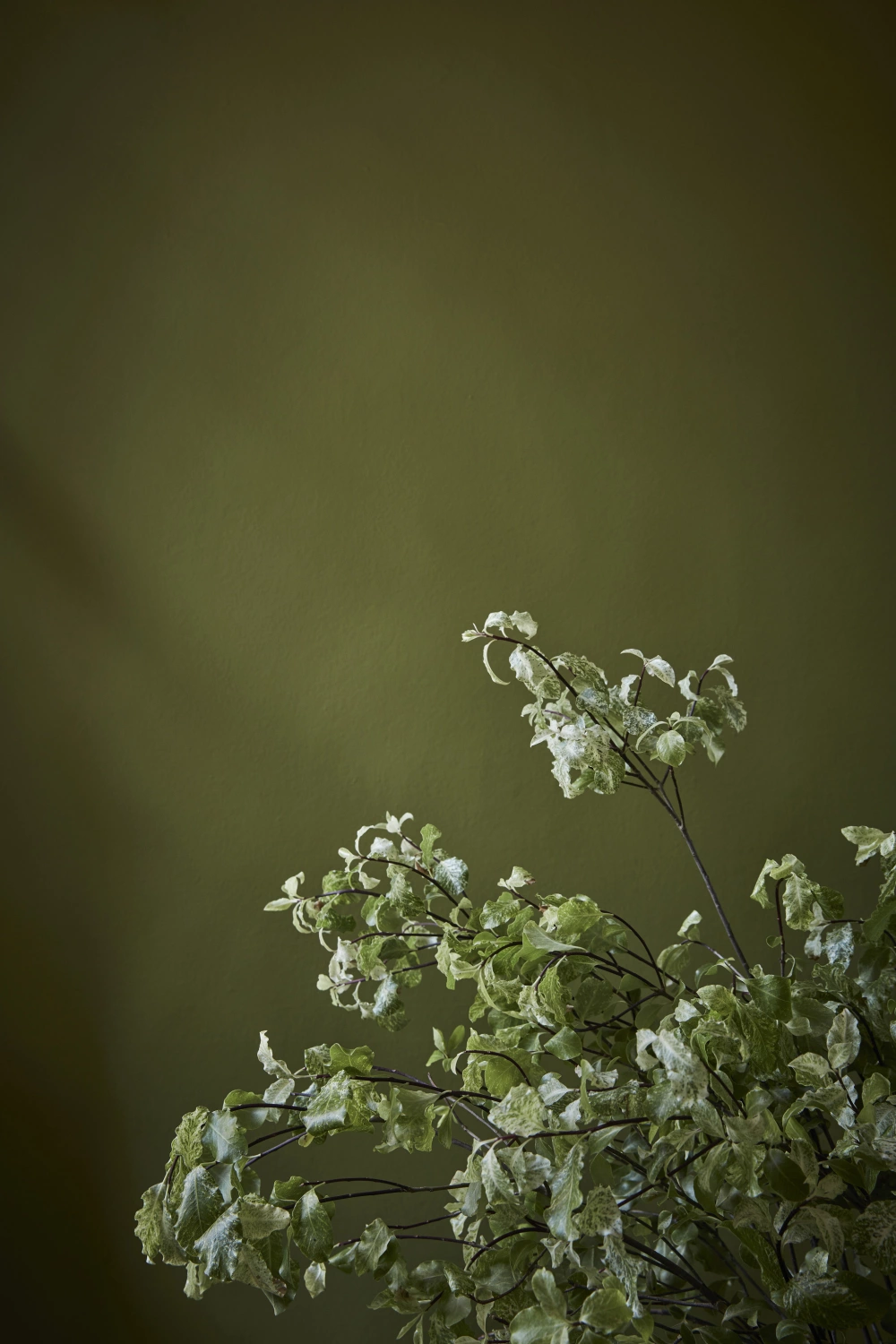 Little Greene Intelligent Gloss - Citrine No. 71 - 1L-image